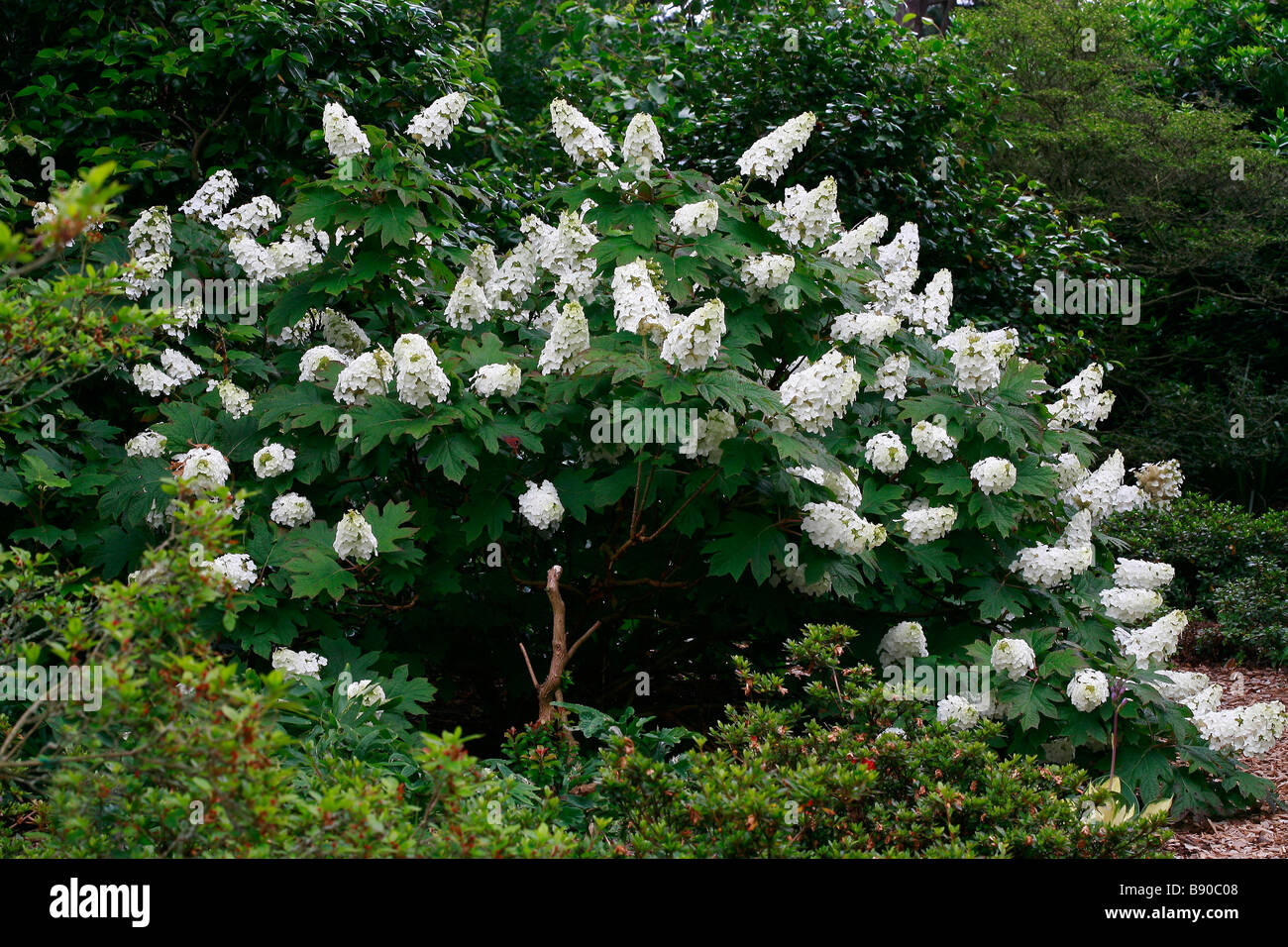 Oakleaf Hydrangea Snowflake Vs Snow Queen Cinemas 93