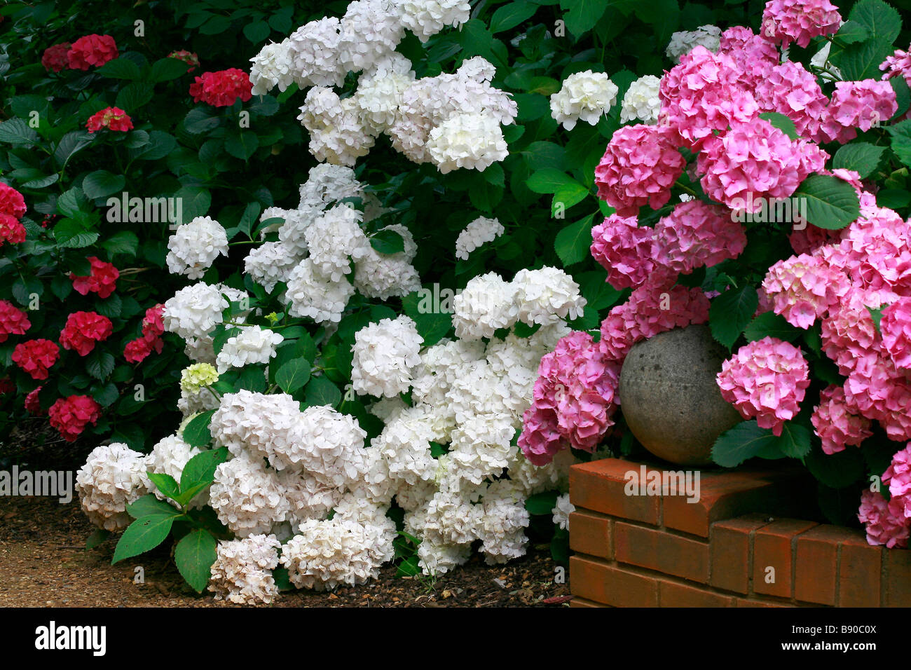 Hydrangea macrophylla hi-res stock photography and images - Alamy