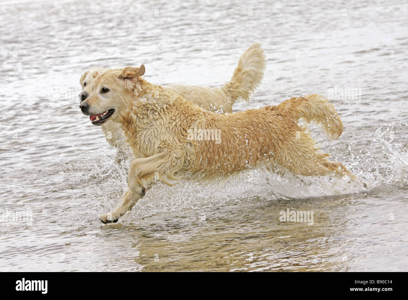 two Golden Retriever dogs - running in water Stock Photo - Alamy