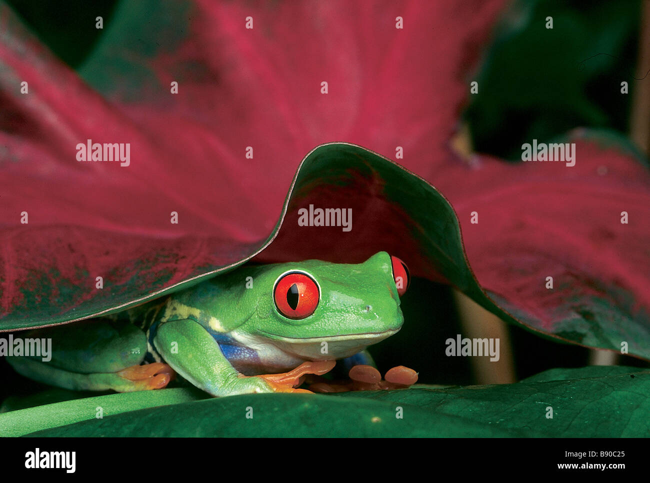 FL1112, Kitchin/Hurst; Frog Hiding Under Leaf Stock Photo Alamy