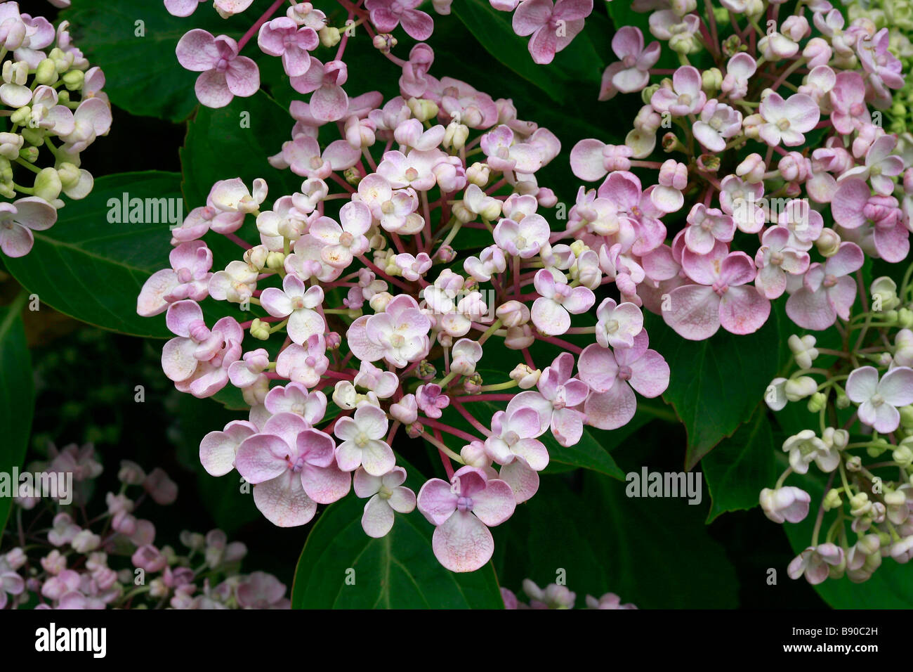 Hydrangea macrophylla ayesha hi-res stock photography and images - Alamy