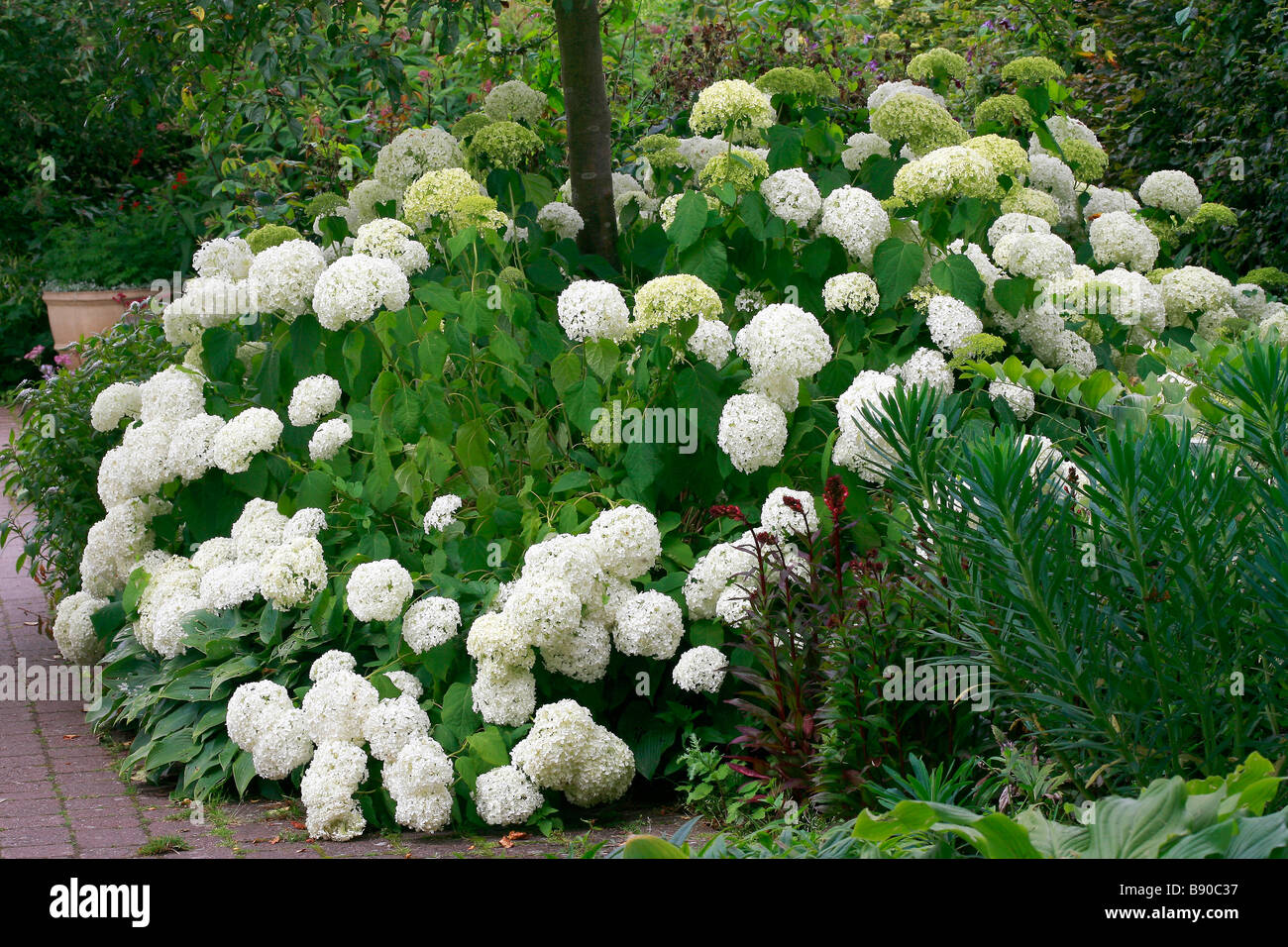 Hydrangea arborescens Annabelle Stock Photo