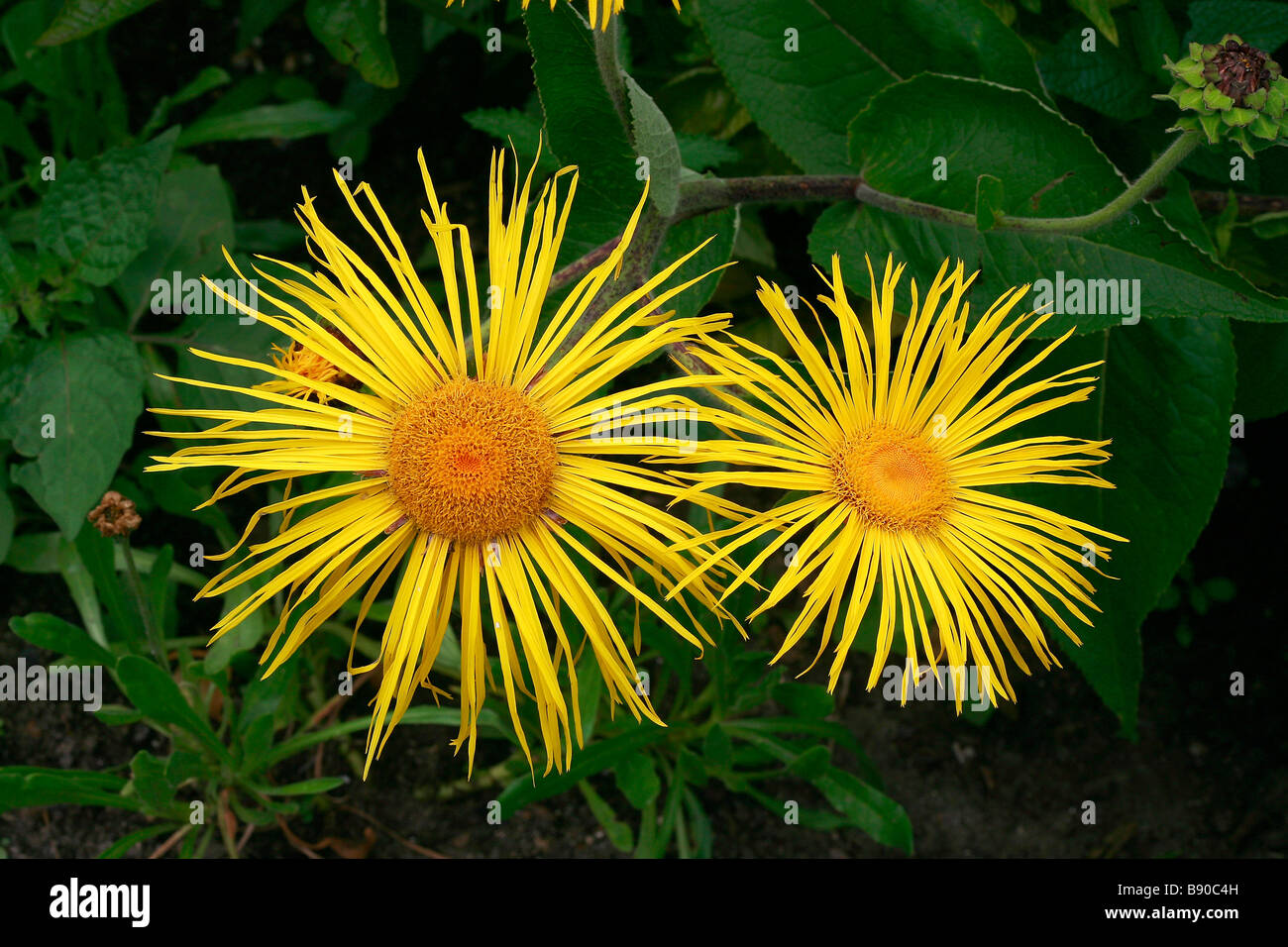 Inula magnifica Sonnenstrahl Stock Photo - Alamy