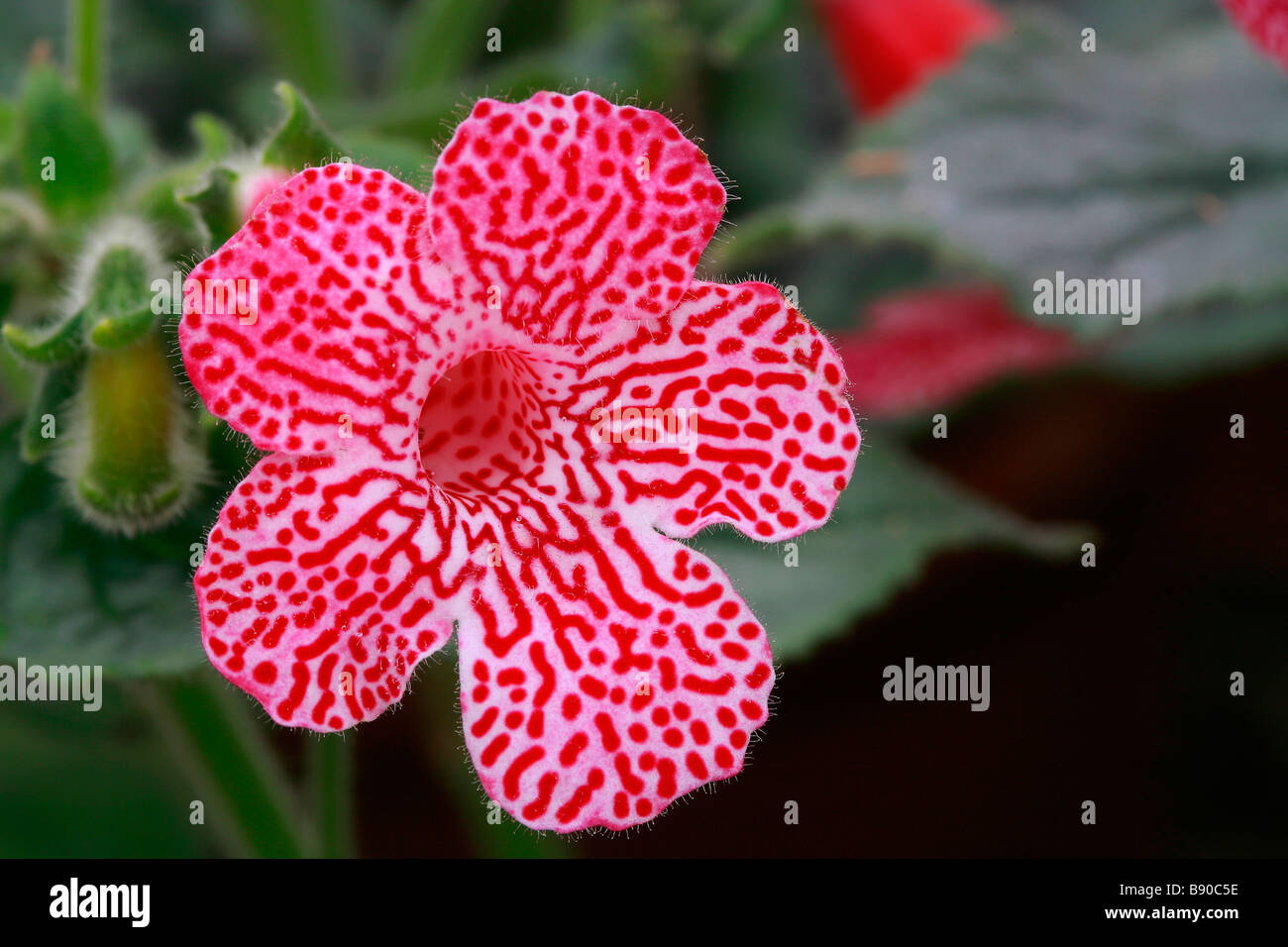 Kohleria Sunshine Stock Photo
