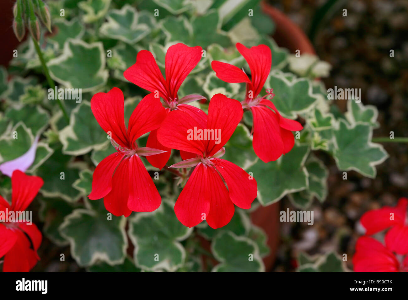 Pelargonium peltatum, hybrid Stock Photo