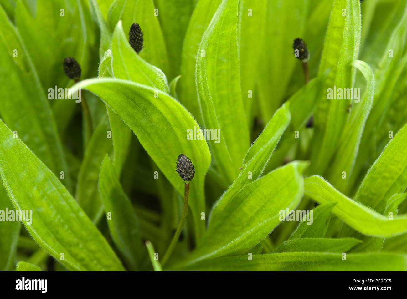 Field weeds spring hi-res stock photography and images - Alamy