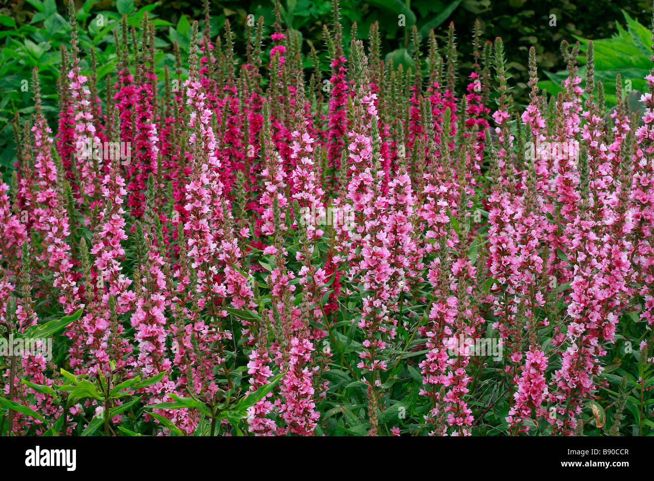 Дербенник иволистный (Lythrum salicaria `blush`)