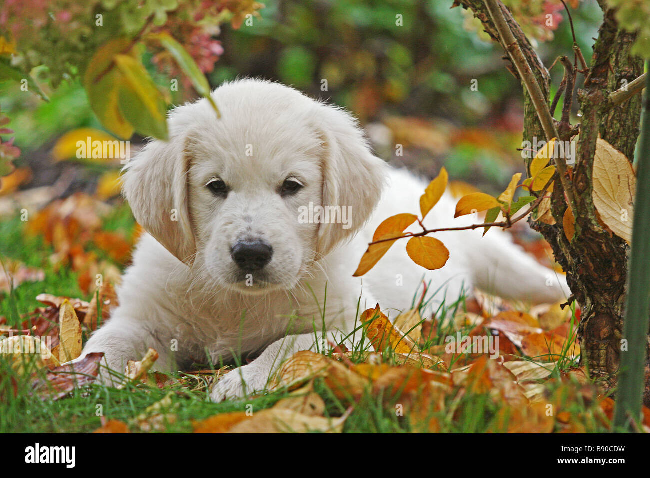 Golden Retriever. Puppy lying on meadow in autumn Stock Photo - Alamy