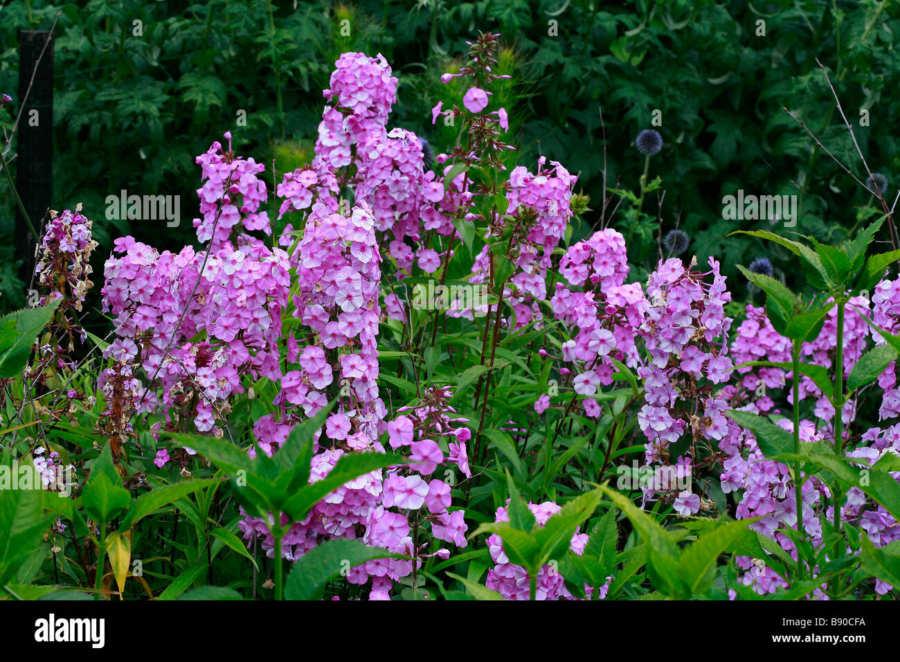 Phlox maculata 'Alpha' Stock Photo