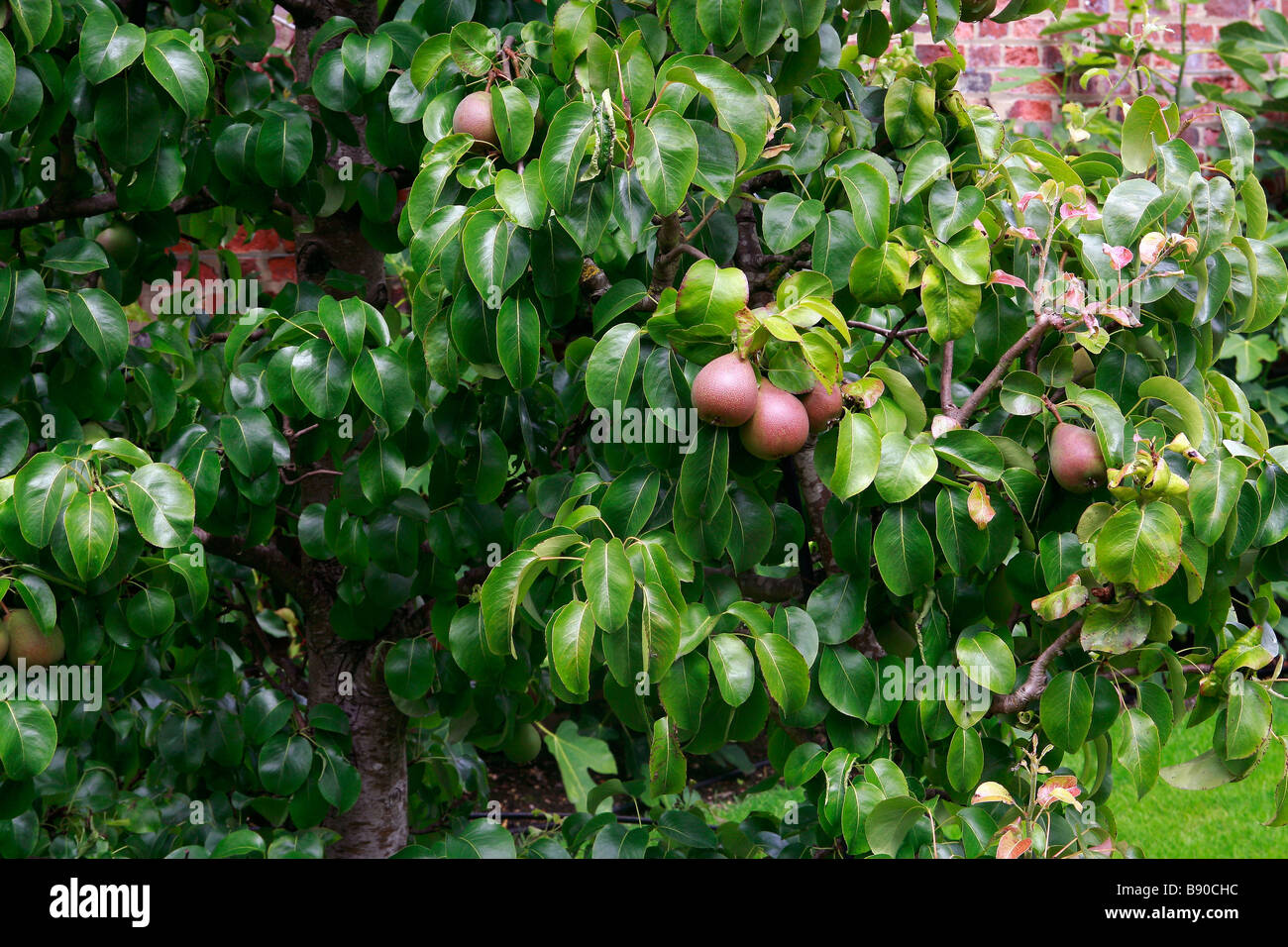 Pears 'Beurre Hardy' Stock Photo