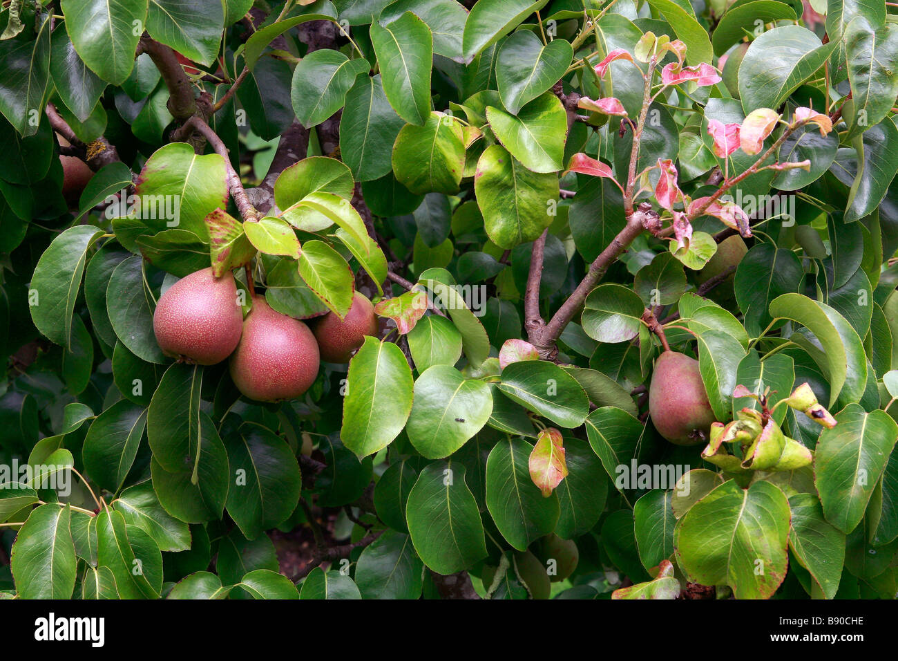 Pears 'Beurre Hardy' Stock Photo