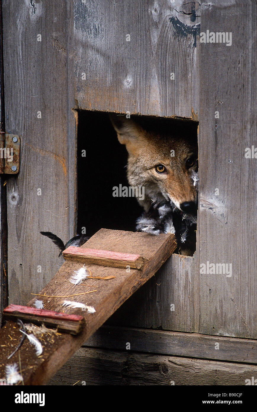 Chicken coyote hires stock photography and images Alamy
