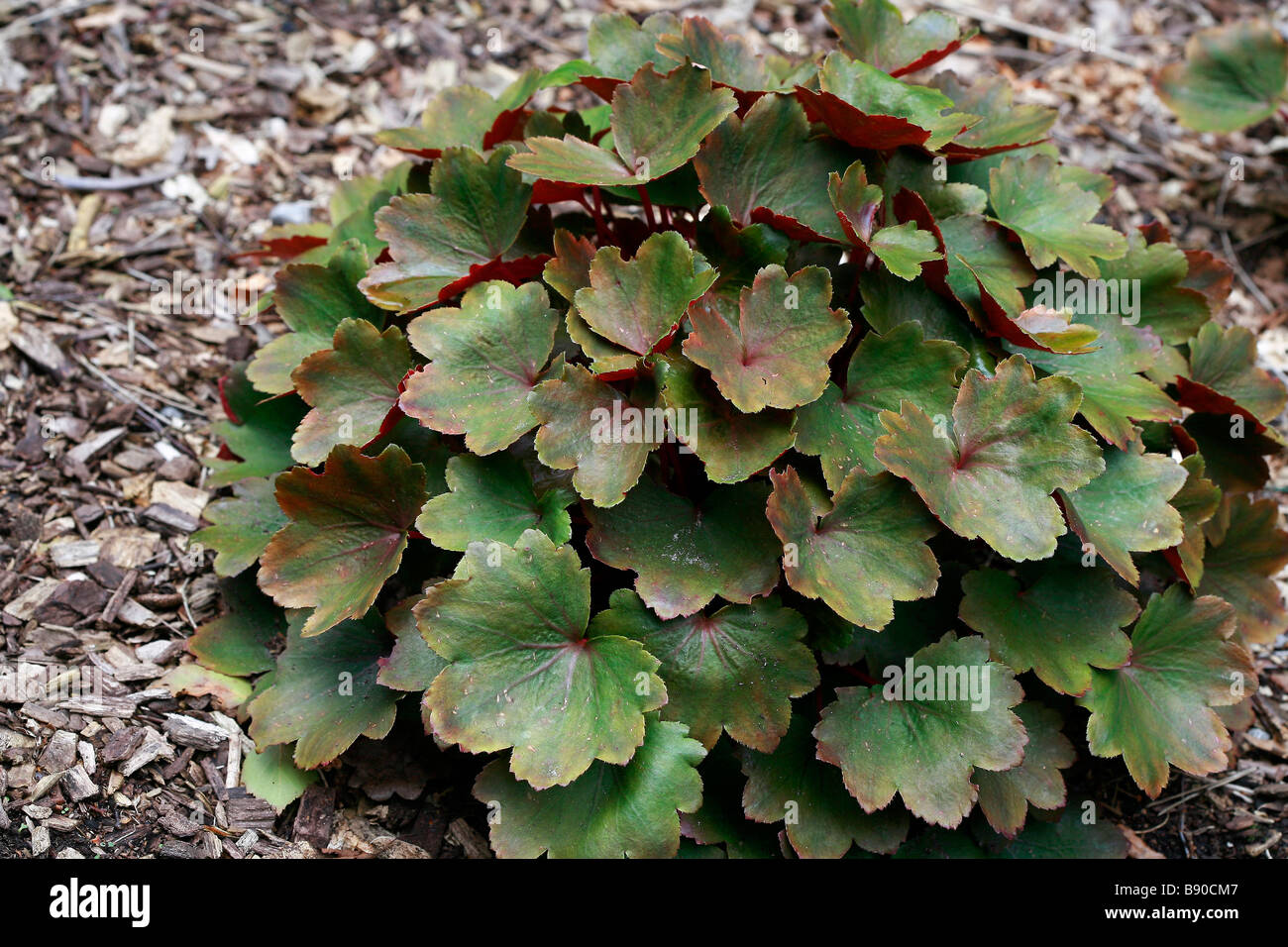 Saxifraga fortunei "Rubrifolia" Stock Photo