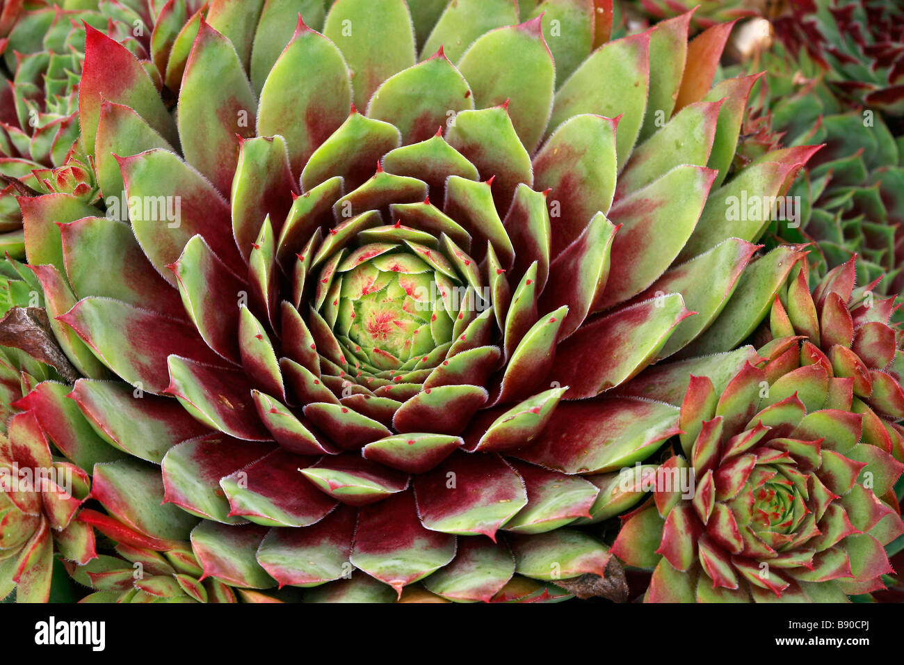 Sempervivum "Blood Tip" Stock Photo