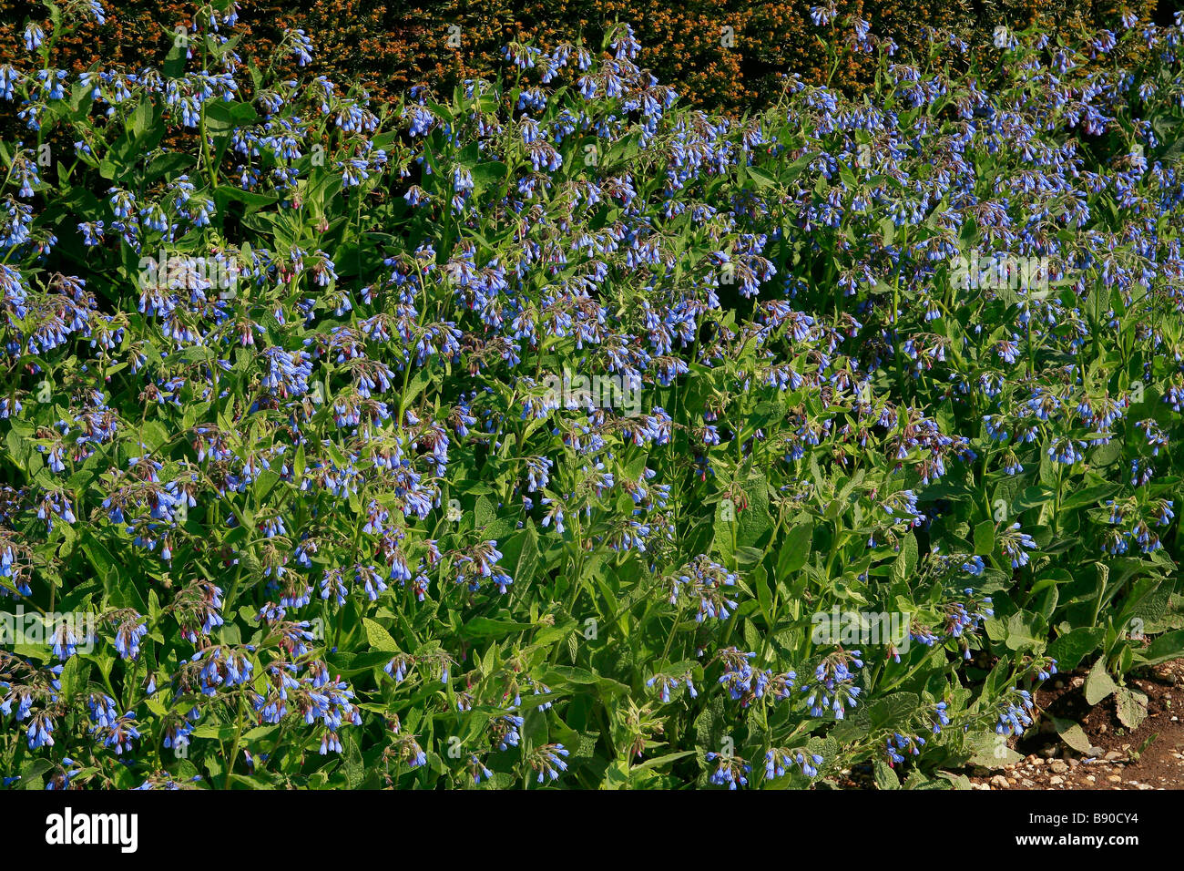 Symphytum grandiflorum 'Wisley Blue' Stock Photo