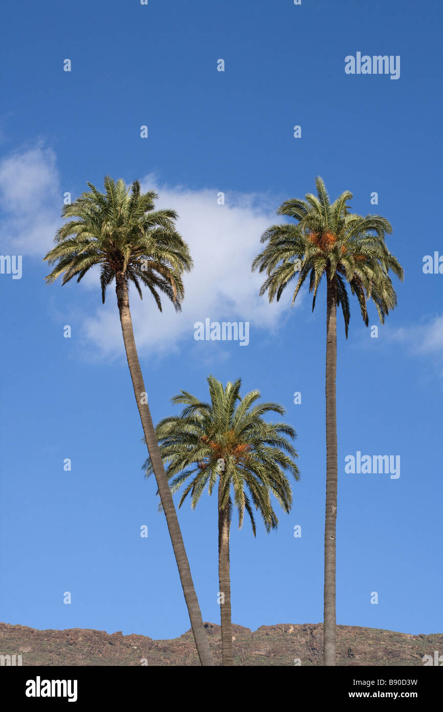 Palmtrees the Canary Islands. Stock Photo