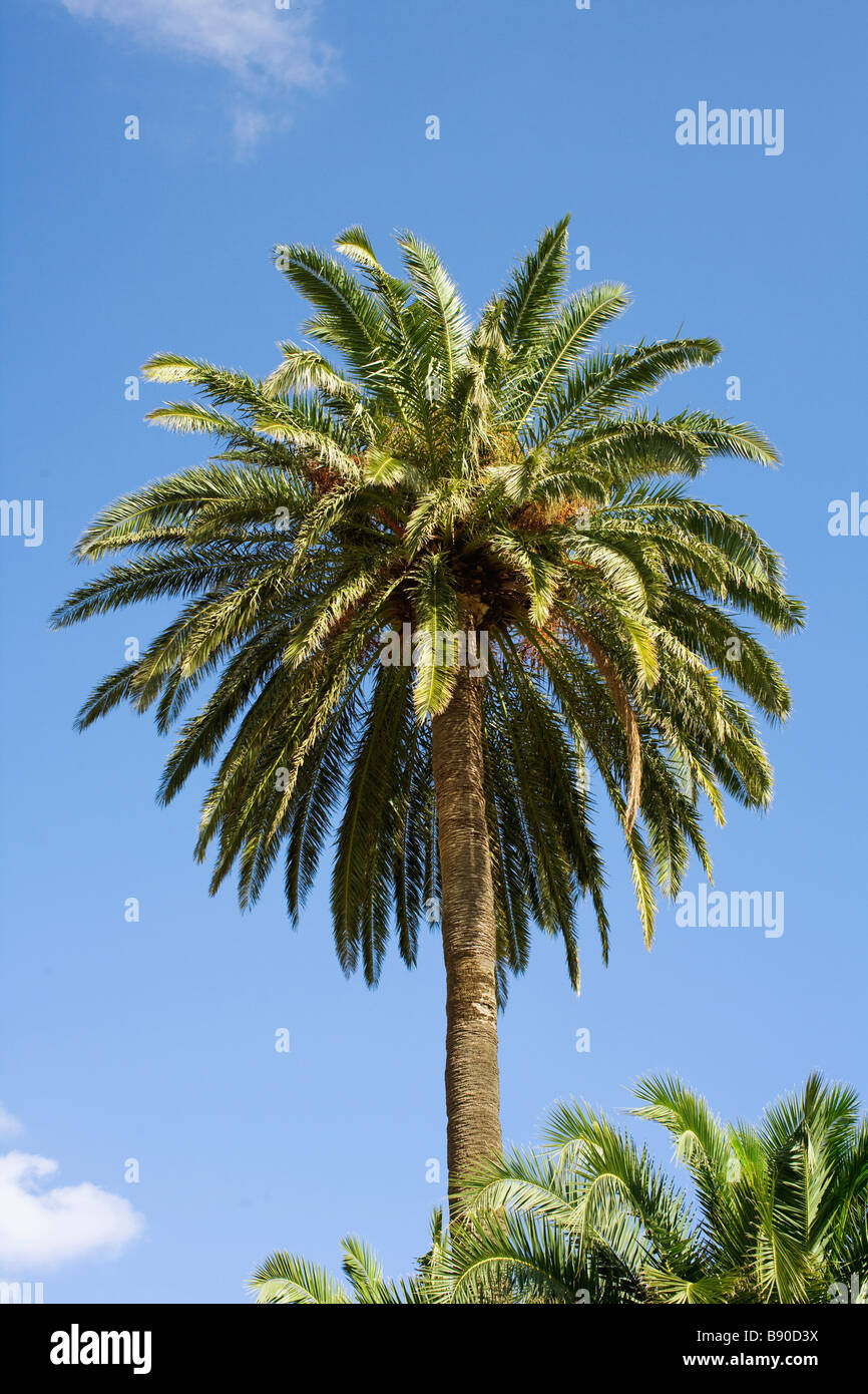 Palmtrees the Canary Islands. Stock Photo
