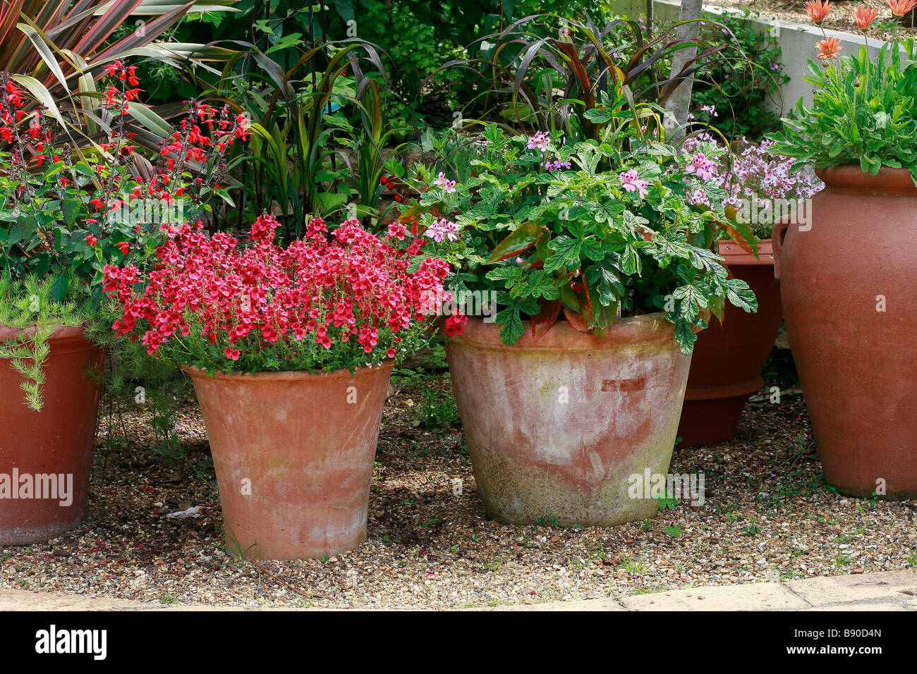 Salvia, Diascia e Pelargonium Stock Photo
