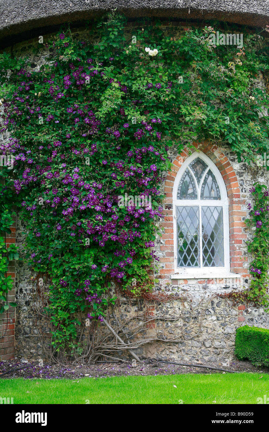 Clematis on wall hires stock photography and images Alamy