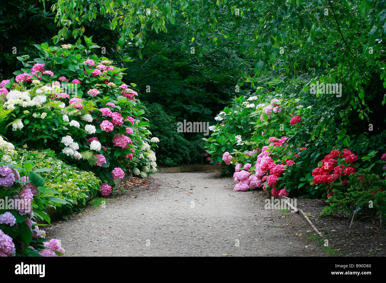 Path with hydrangea Stock Photo - Alamy