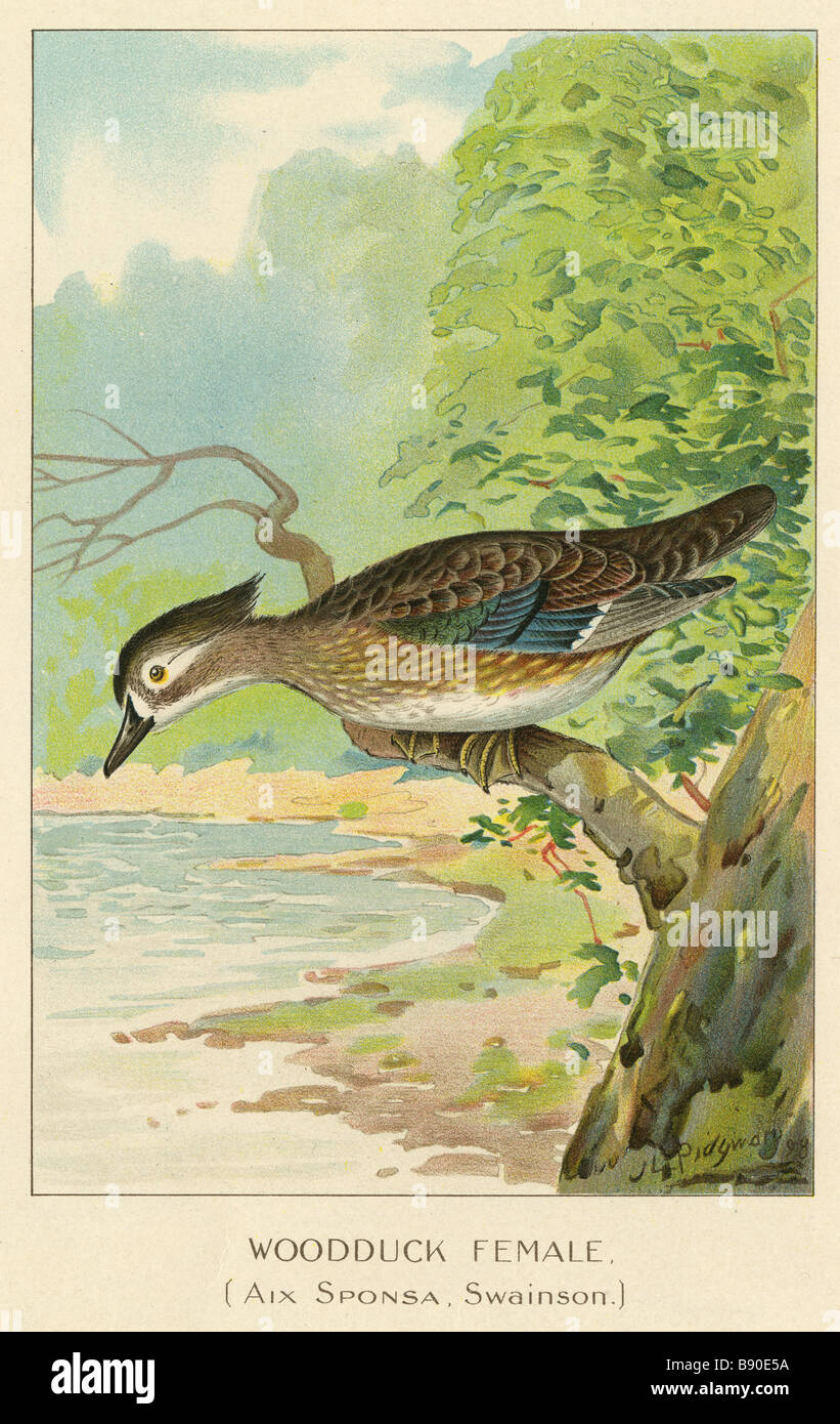 Antique chromolithograph print dated 1898 by John Livzy Ridgway, 'Woodduck Female, Aix Sponsa Swainson.' Stock Photo