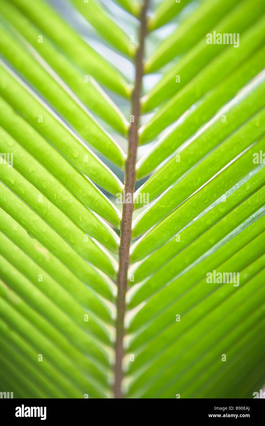 Palm leaf close hi-res stock photography and images - Alamy
