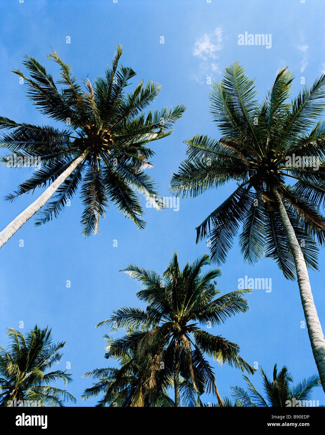 Palm trees Thailand. Stock Photo