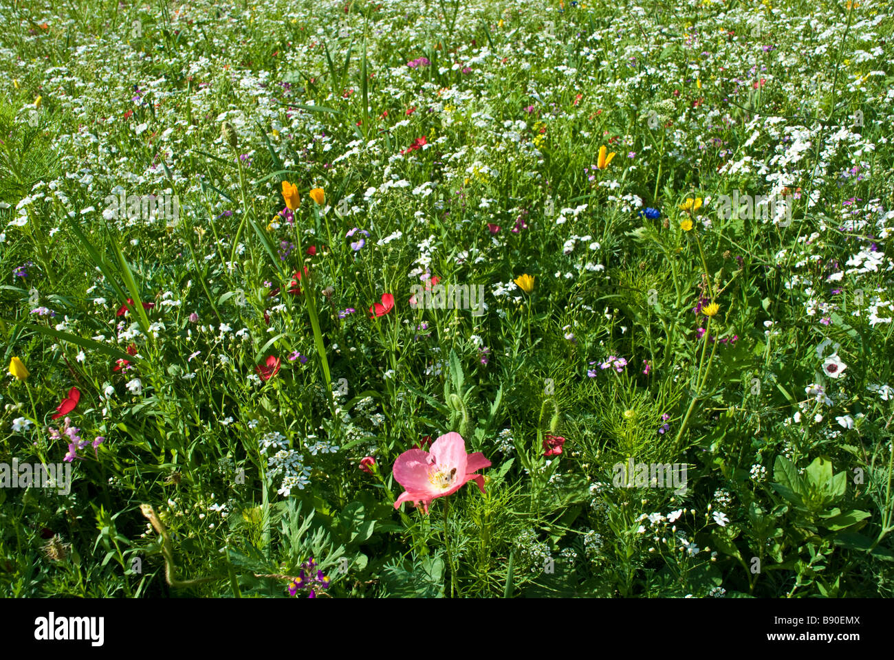Meadow with colorful flowers like cornflowers and herbs | Wiese mit farbenfrohen Blumen und Kräutern Stock Photo