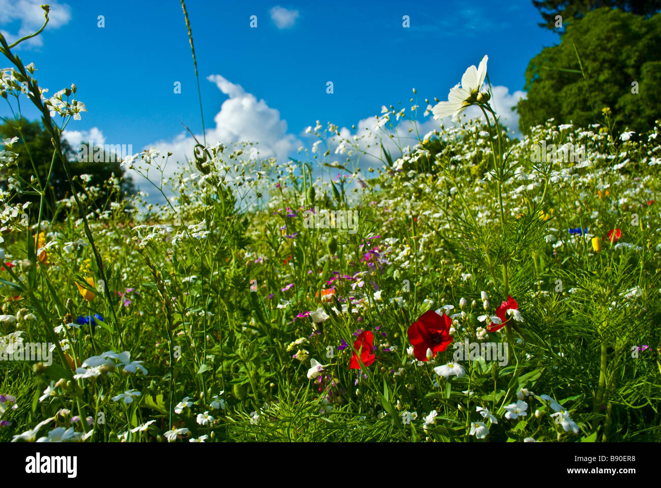 Meadow with colorful flowers like cornflowers herbs and blue sky clouds and trees | Wiese mit farbenfrohen Blumen Kräutern Stock Photo