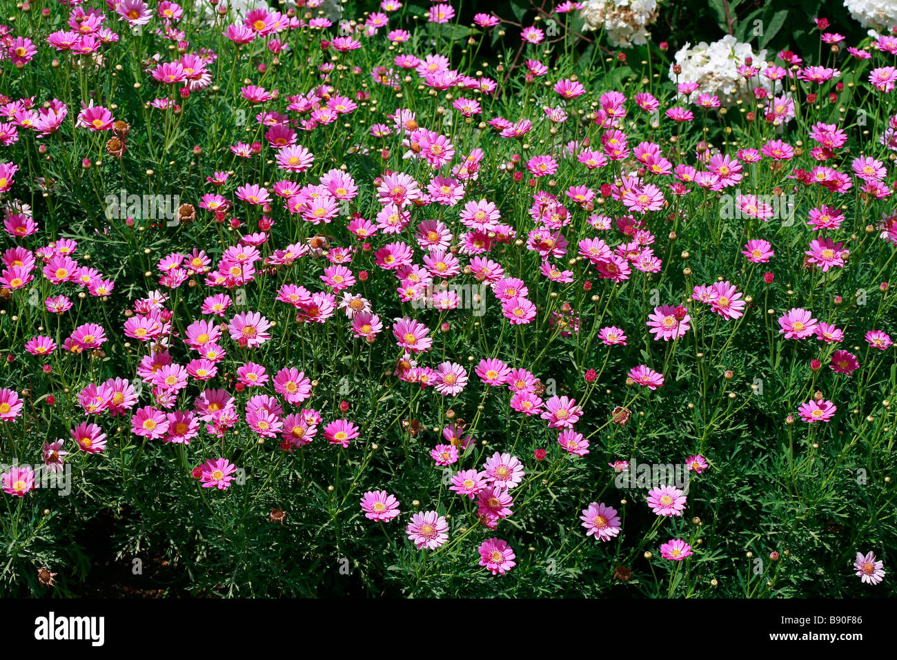 Argyranthemum frutescens Comet Pink Stock Photo