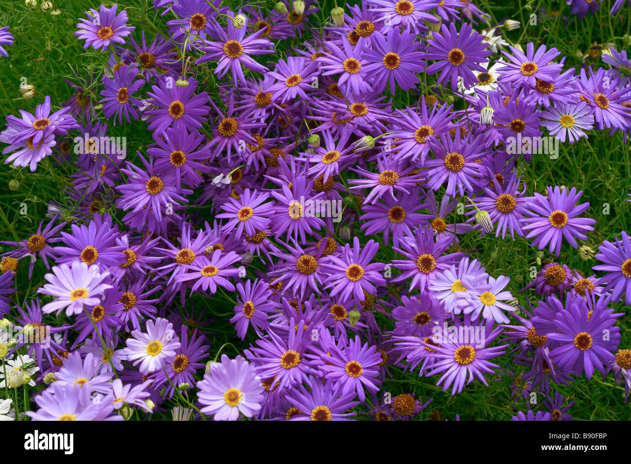 Brachyscome iberidifolia Summer Skies Stock Photo