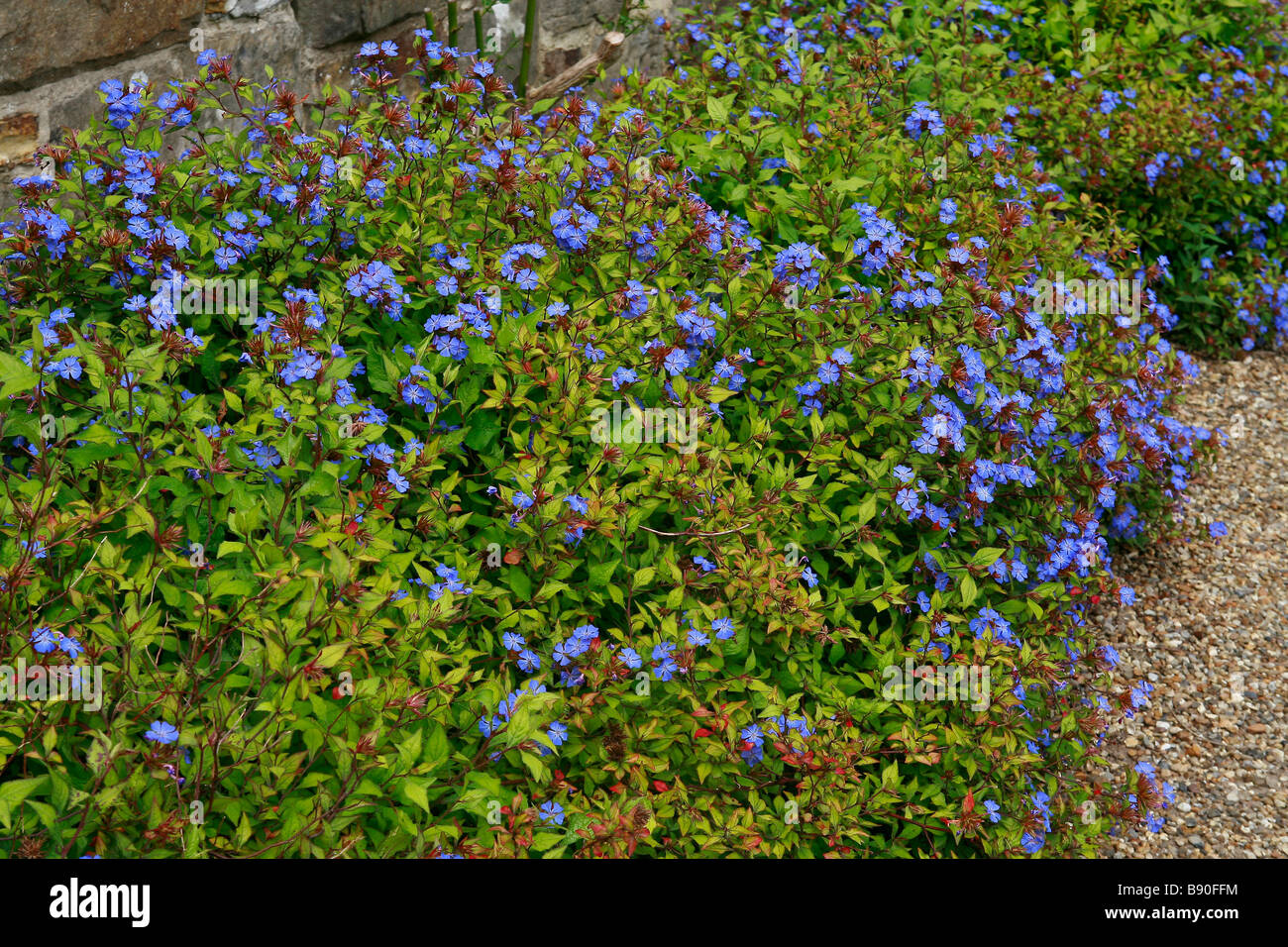Ceratostigma willmottianum Forest Blue Stock Photo