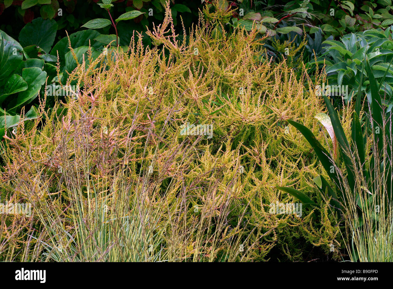 Calluna vulgaris Red Carpet Stock Photo
