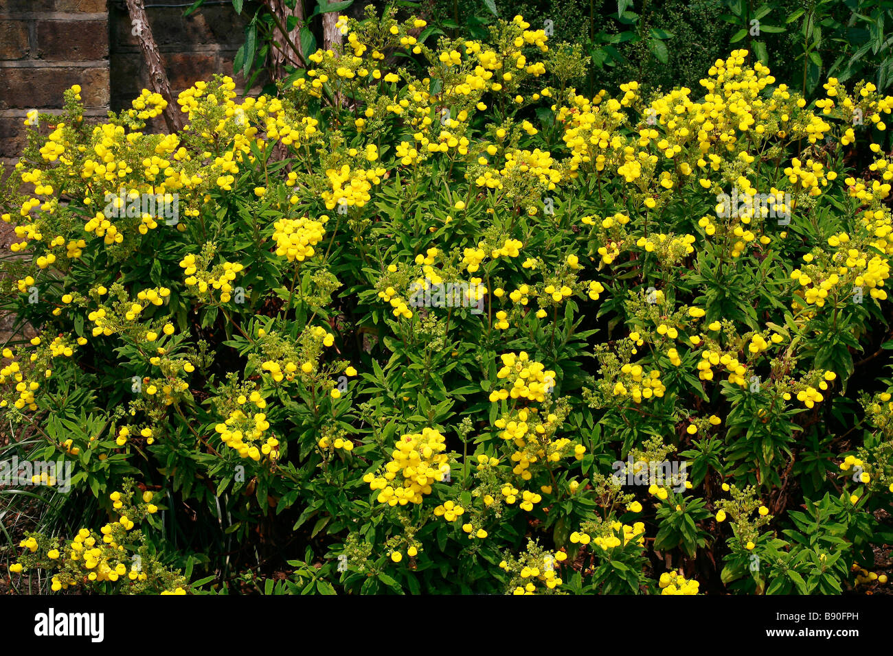 Calceolaria integrifolia Stock Photo