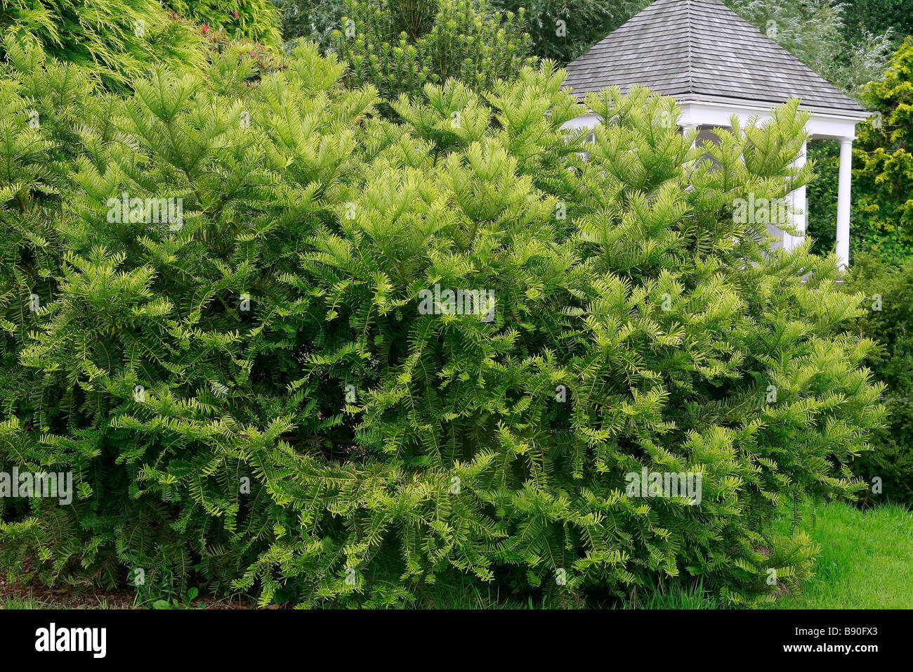 Cephalotaxus harringtoniana Nana Stock Photo