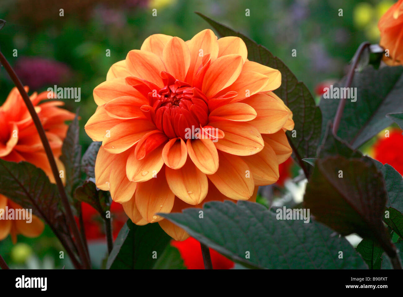 Decorative dahlia David Howard Stock Photo - Alamy