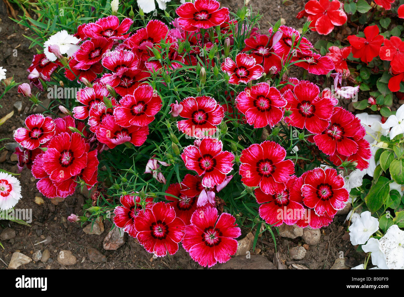 Dianthus chinensis Baby Doll Stock Photo