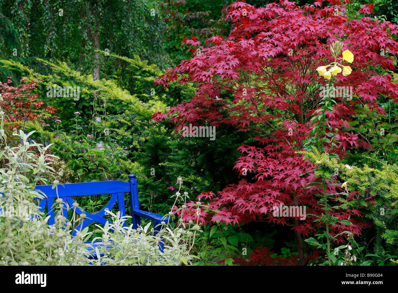 Phlomis, Taxus, Acer palmatum and Oenothera Stock Photo