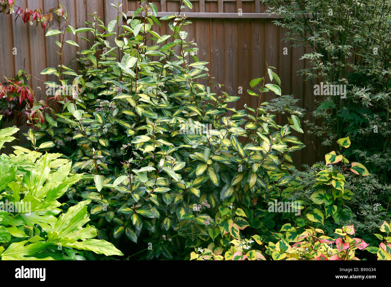 Elaeagnus ebbingei Limelight Stock Photo