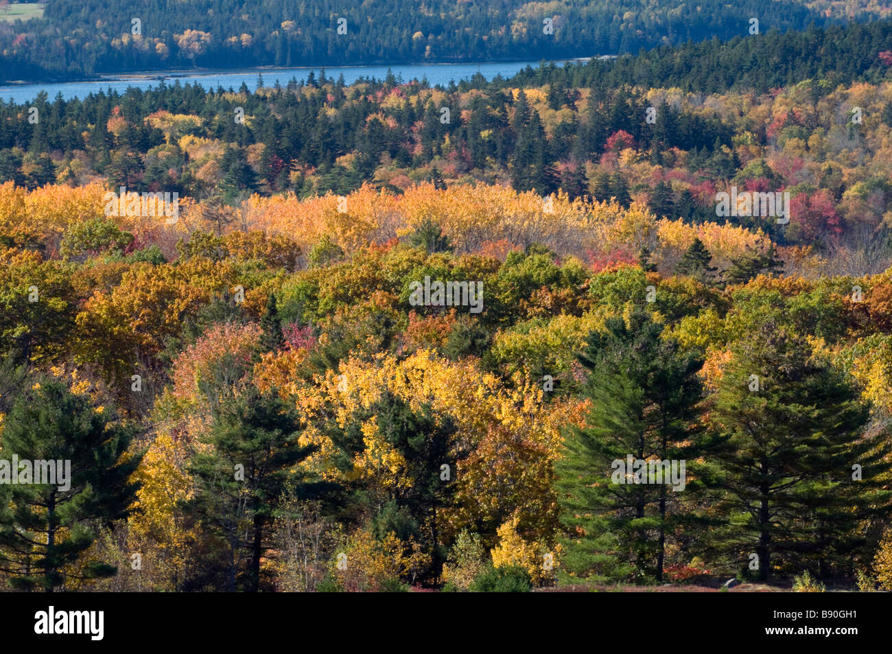 Fall foliage,  Maine, New England, USA Stock Photo