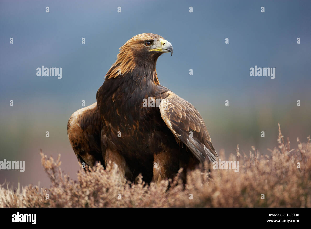 Golden Eagle (Aquila chrysaetos), portrait of adult on heather moor Stock Photo