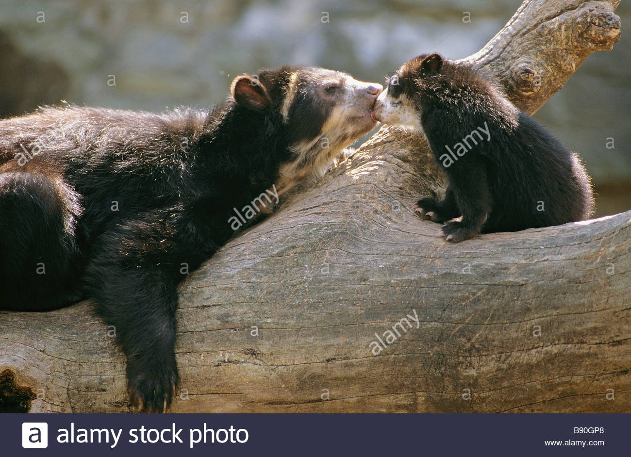 Asian Black Bear with cub on log / Ursus thibetanus Stock Photo
