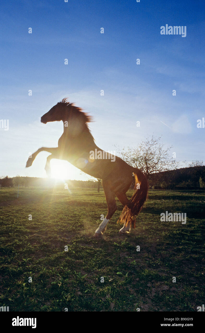 Horse in backlight - rearing Stock Photo