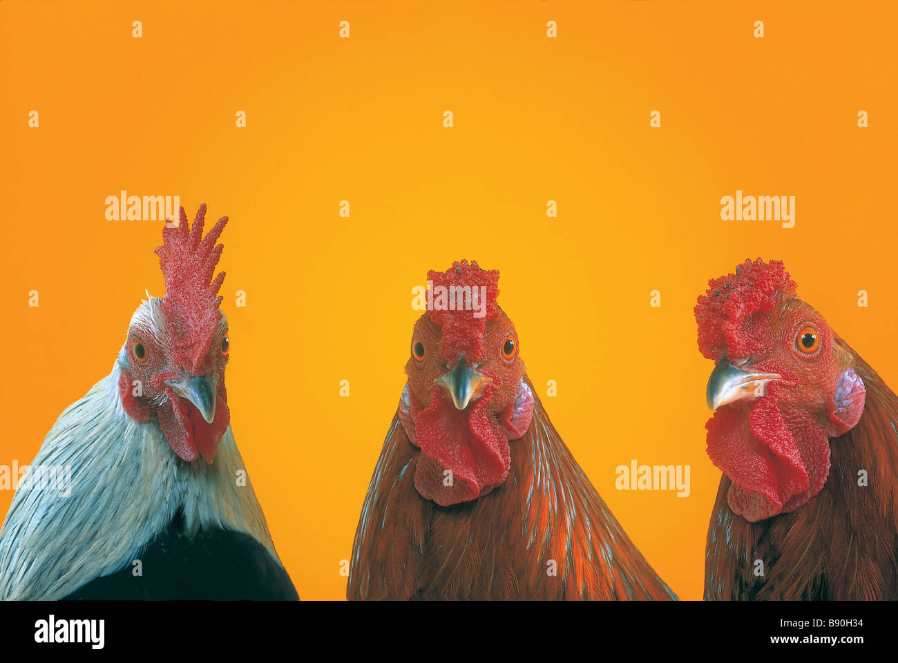 3+ Thousand Chicken Cutter Royalty-Free Images, Stock Photos & Pictures