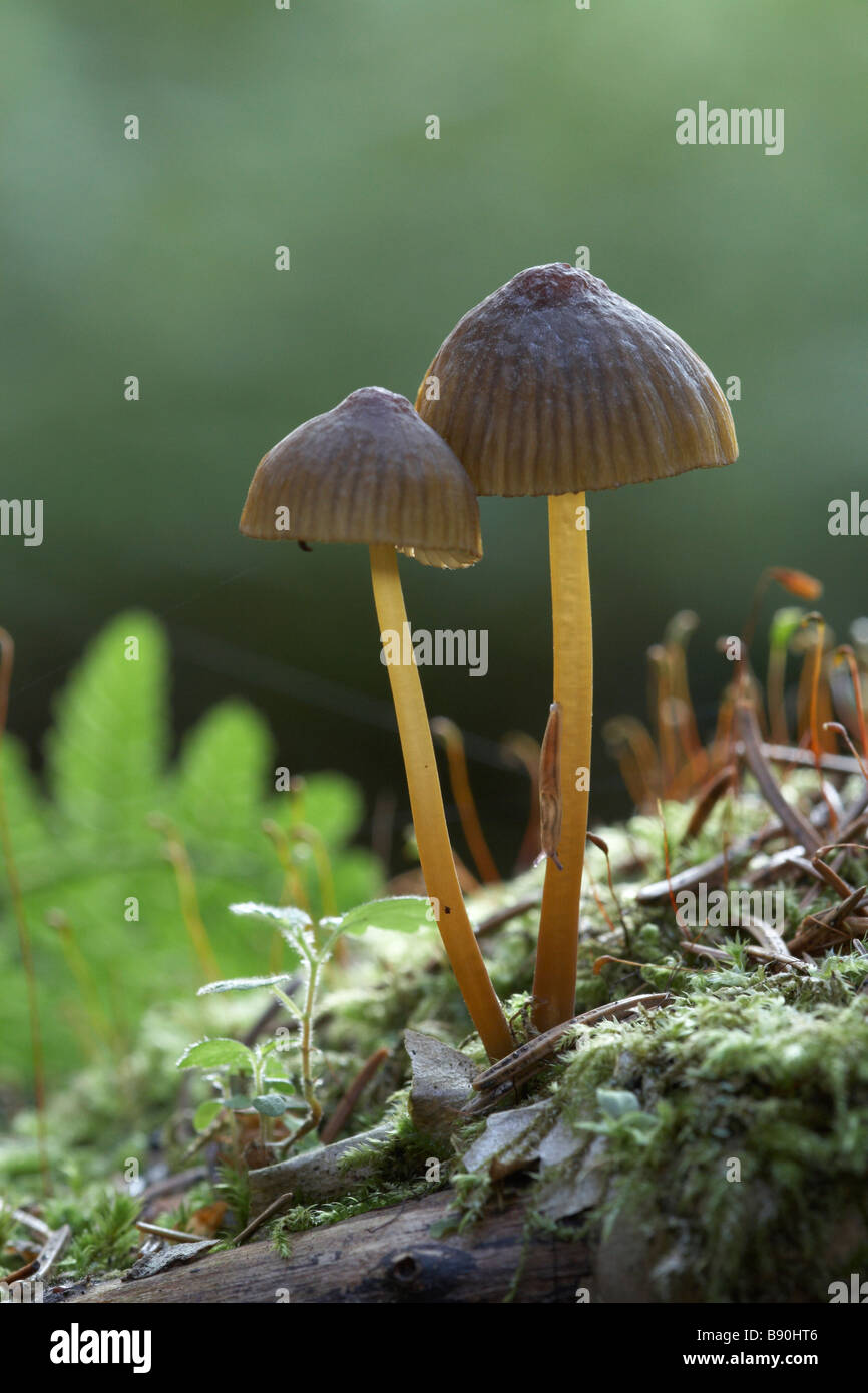 Mushrooms with slug Stock Photo