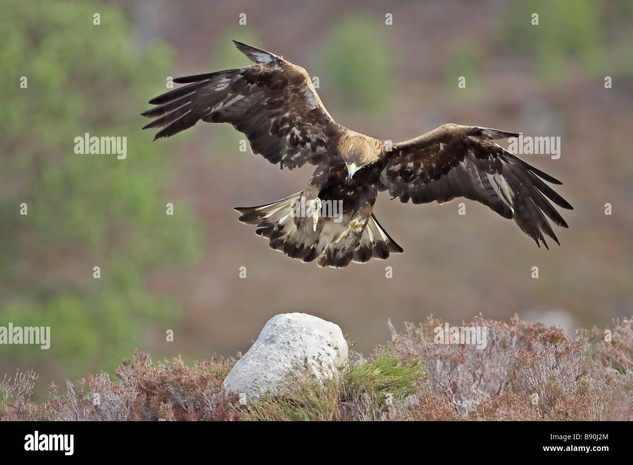 Golden Eagle (Aquila chrysaetos), adult alighting on rock on moorland Stock Photo