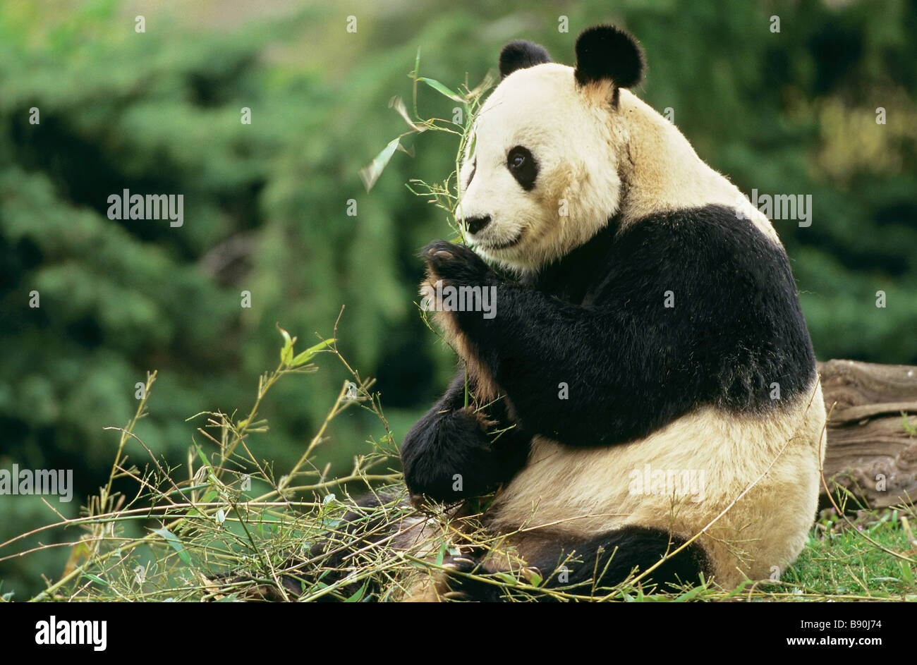 Giant Panda bear munching bamboo / Ailuropoda melanoleuca Stock Photo