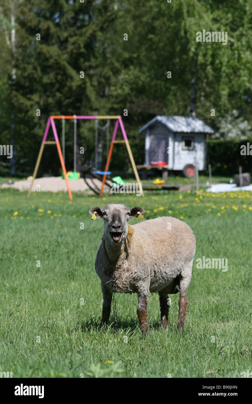 Bleating sheep Stock Photo