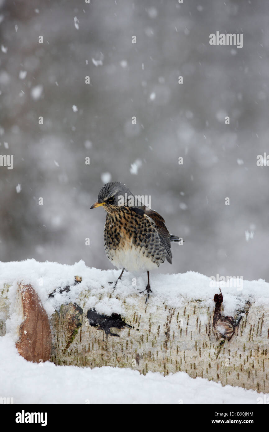 Fieldfare Turdus pilaris in falling snow Stock Photo