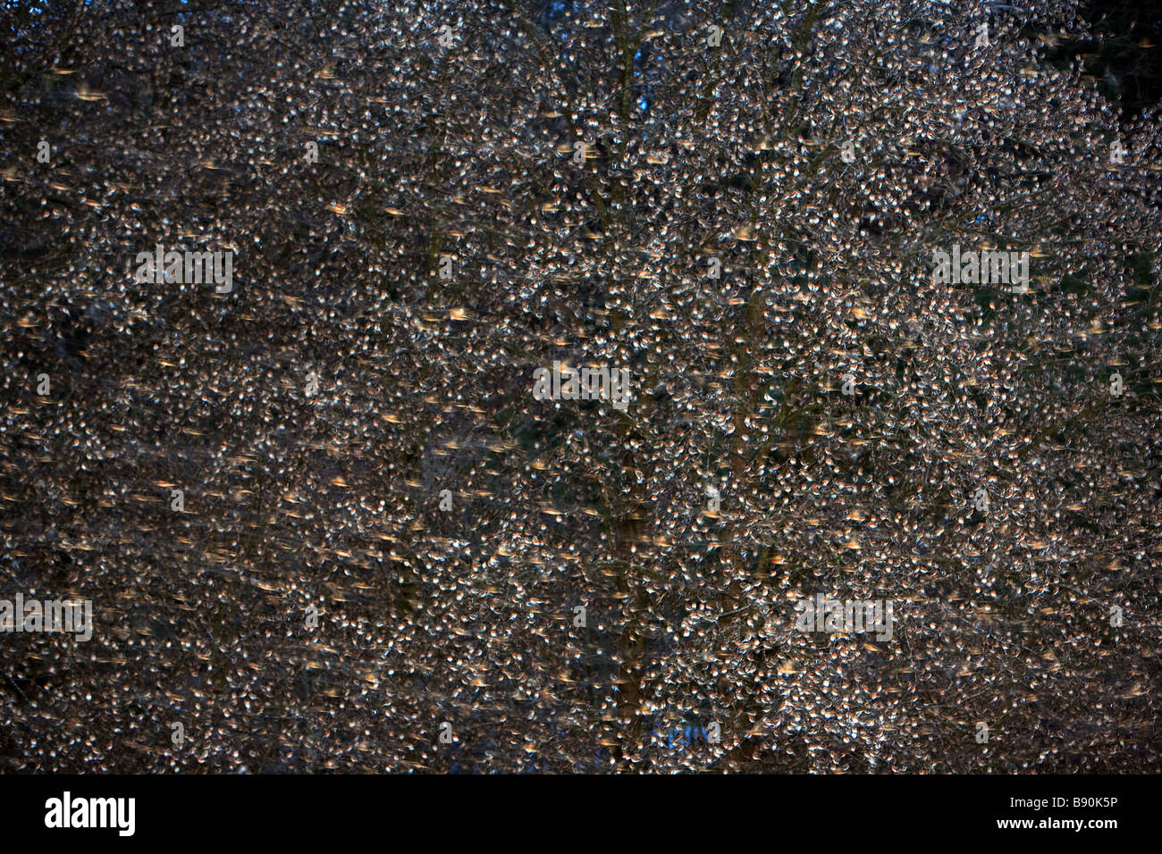 Huge flock of finches rest for the night Stock Photo - Alamy